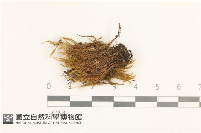 登錄號:B00004757藏品圖，第1張