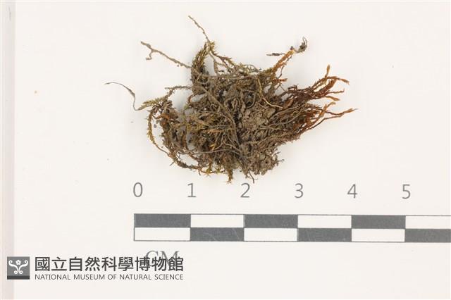 小牛舌蘚藏品圖，第1張