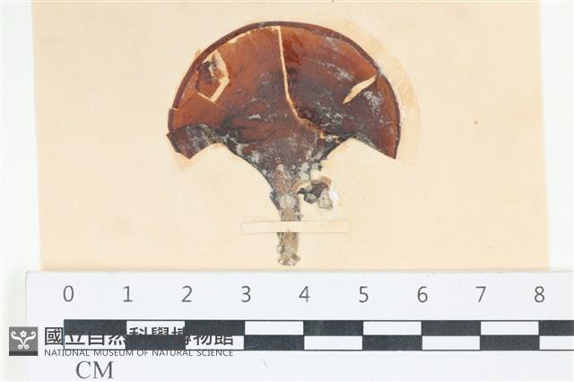 樹狀團扇藻藏品圖，第1張