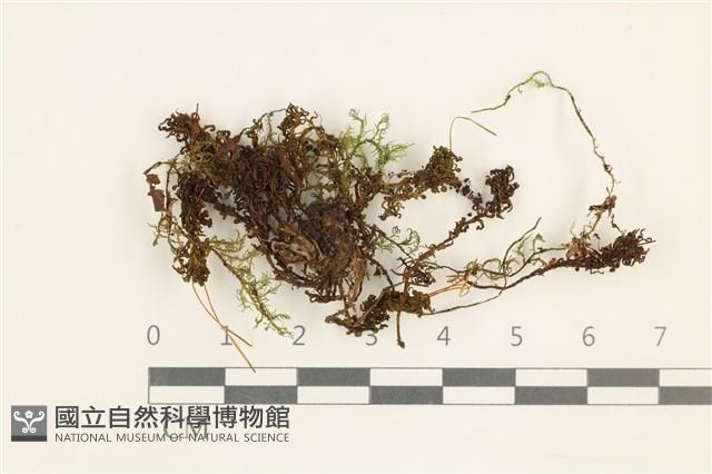 仙鶴蘚藏品圖，第1張