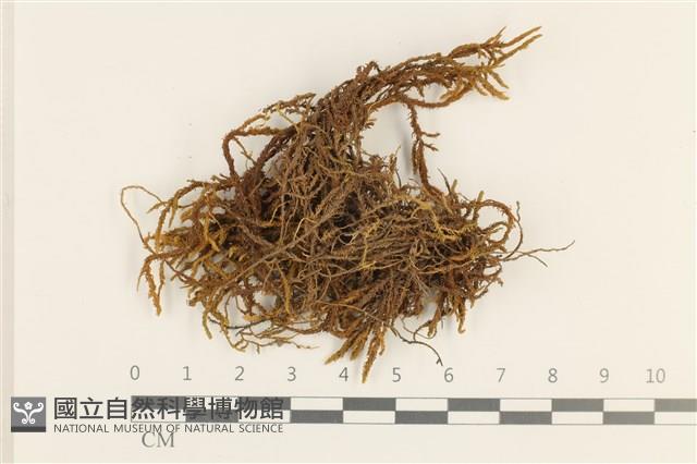 登錄號:B00008627藏品圖，第1張