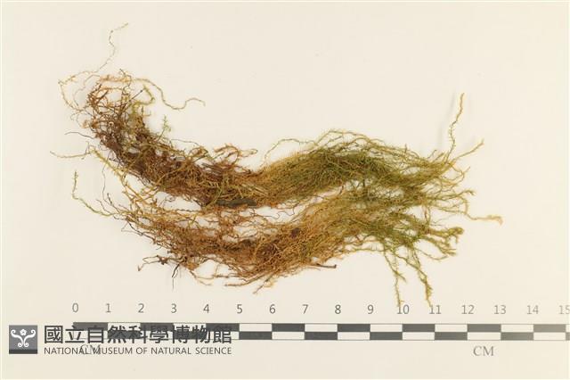 蔓枝濕原蘚藏品圖，第1張