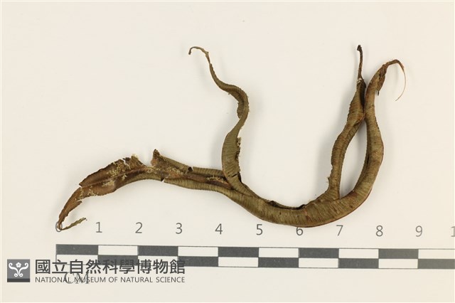 登錄號:B00005627藏品圖，第1張