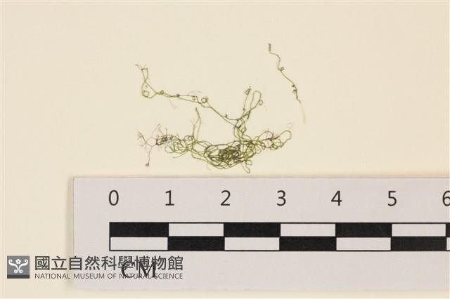 線形硬毛藻, 卷絲綠苔藏品圖，第1張