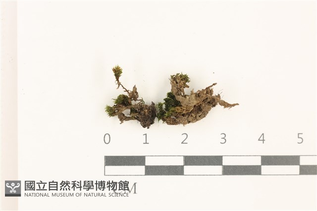 那霸短月蘚藏品圖，第1張