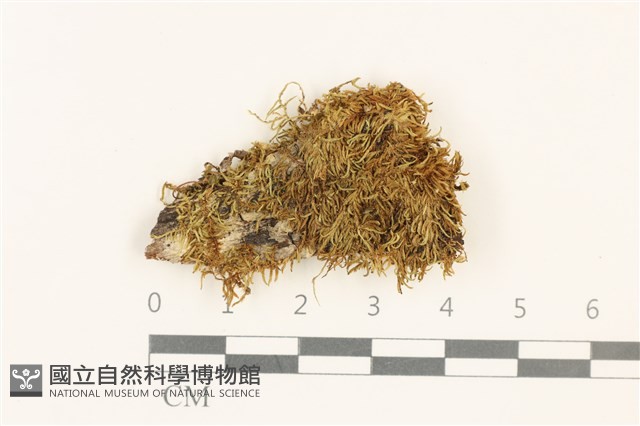 東亞小錦蘚藏品圖，第1張