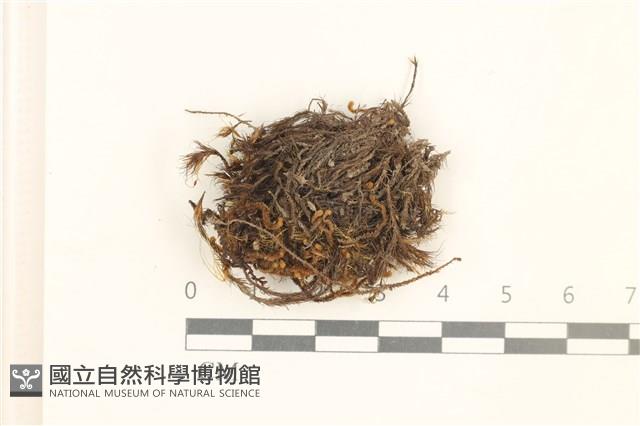 登錄號:B00019227藏品圖，第1張