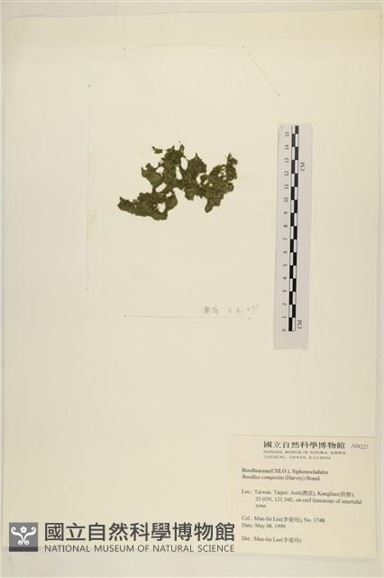 布氏藻藏品圖，第3張