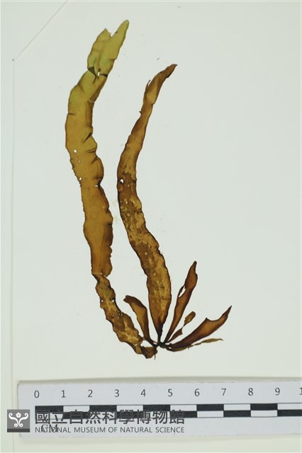 葉苔, 小海帶藏品圖，第1張