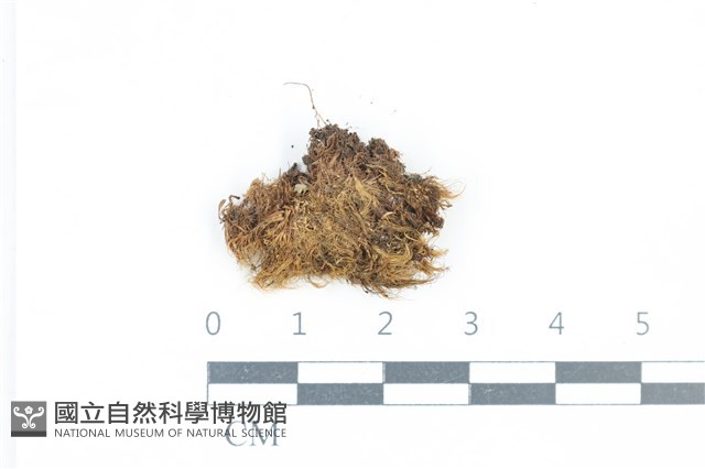 青毛苔藏品圖，第1張