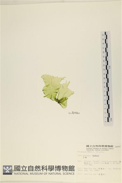 石蓴藏品圖，第3張