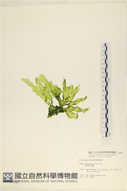 長片石蓴, 裂片石蓴藏品圖，第3張