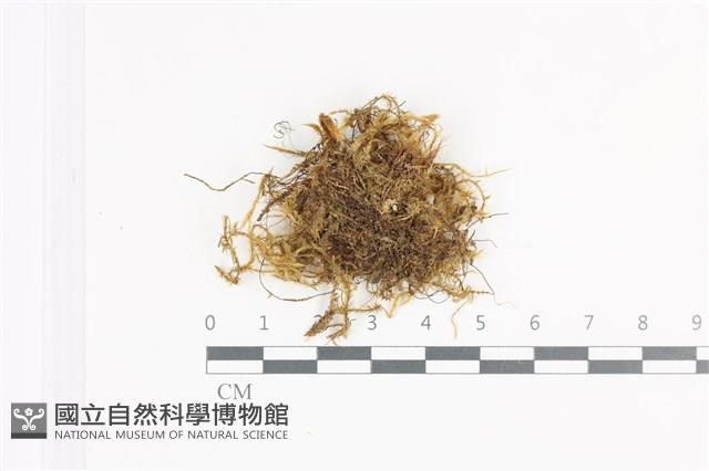 登錄號:B00009127藏品圖，第1張