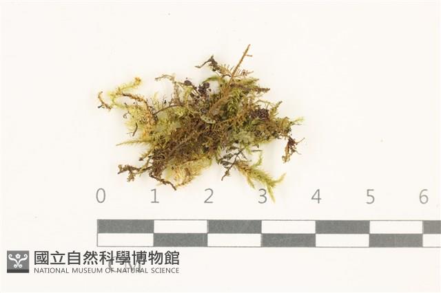 登錄號:B00015127藏品圖，第1張