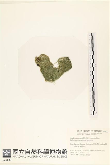 指枝藻藏品圖，第3張