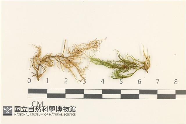 燕尾蘚藏品圖，第1張