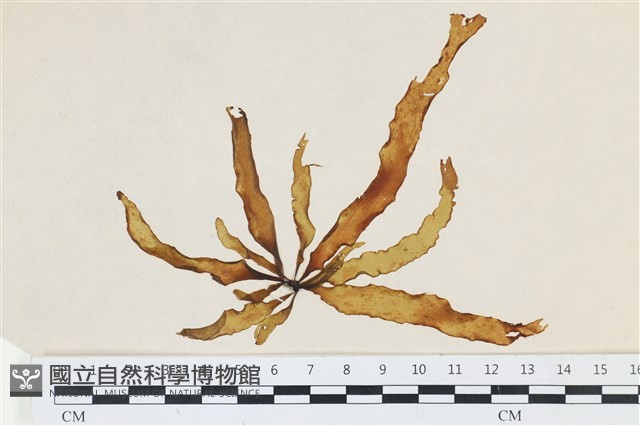 登錄號:A00002527藏品圖，第1張