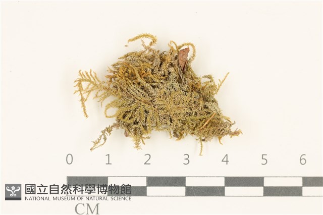 登錄號:B00009527藏品圖，第1張