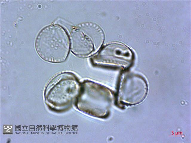 登錄號:A00004527藏品圖，第4張