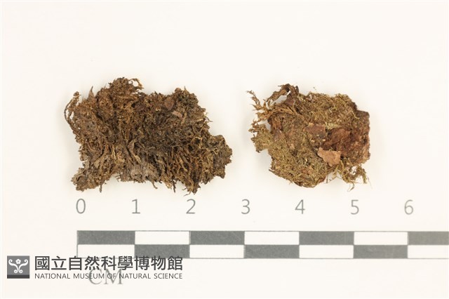裂葉鞭苔藏品圖，第1張