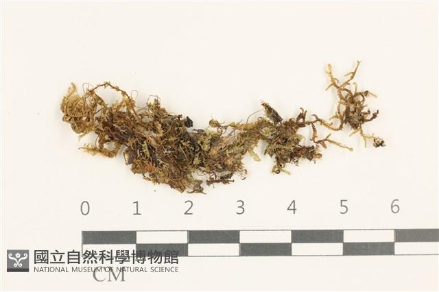 登錄號:B00015527藏品圖，第1張