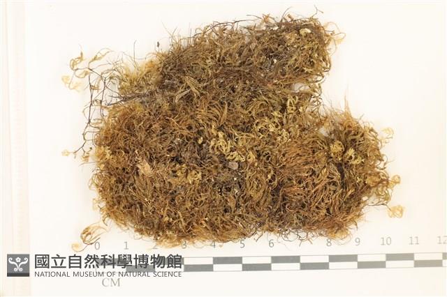 登錄號:B00005527藏品圖，第1張