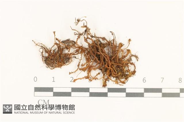 登錄號:B00010527藏品圖，第1張