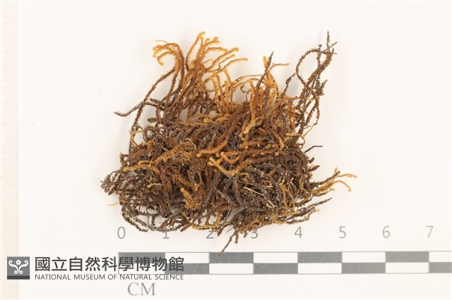 齒邊廣萼苔藏品圖，第1張