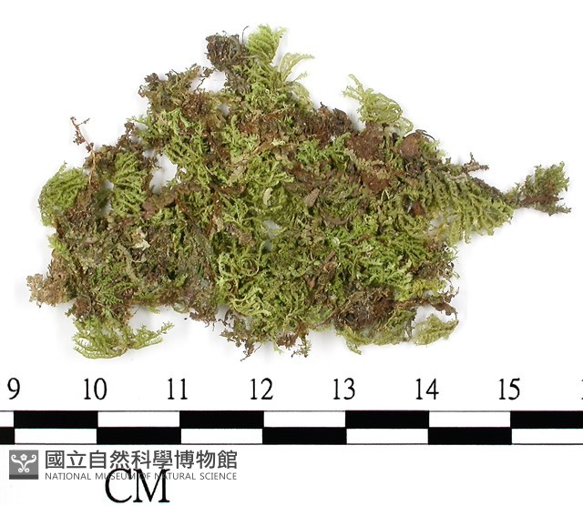 南亞孔雀蘚藏品圖，第1張