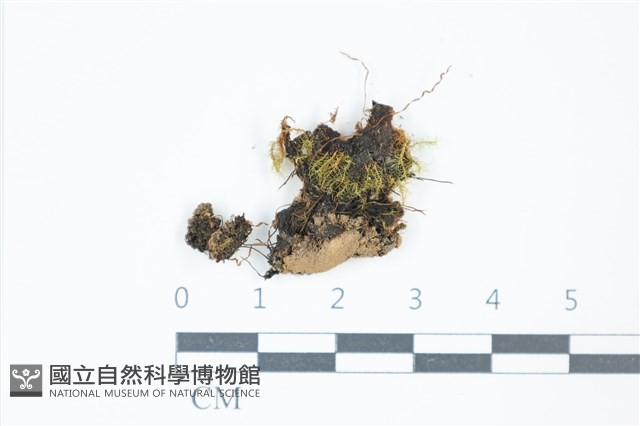 齒葉小曲尾蘚藏品圖，第1張