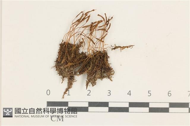 登錄號:B00014427藏品圖，第1張