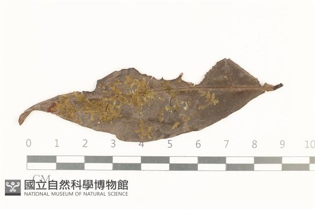 白邊疣鱗苔藏品圖，第1張