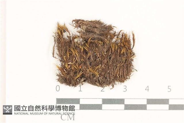 日本曲柄蘚藏品圖，第1張