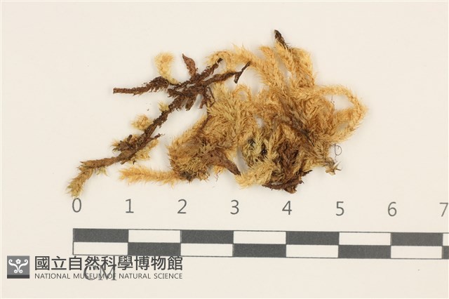 威氏青蘚藏品圖，第1張