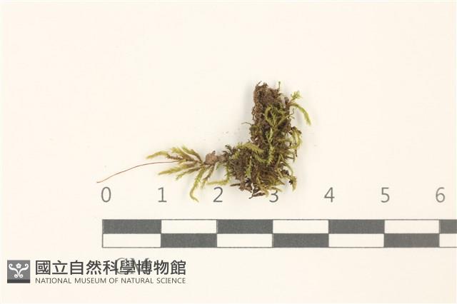 仰葉青蘚藏品圖，第1張