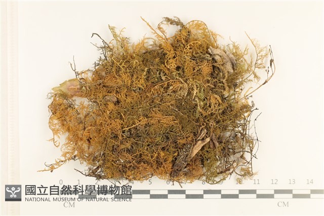 毛羽蘚藏品圖，第1張