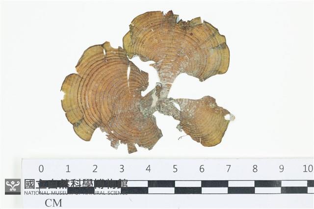 南方團扇藻藏品圖，第1張