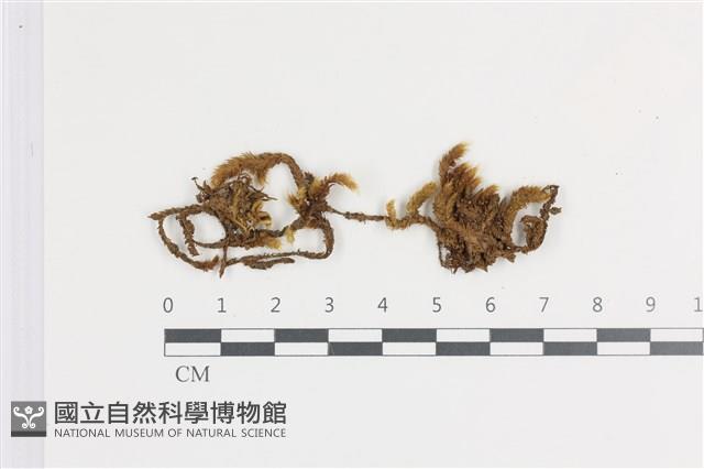 登錄號:B00011327藏品圖，第1張