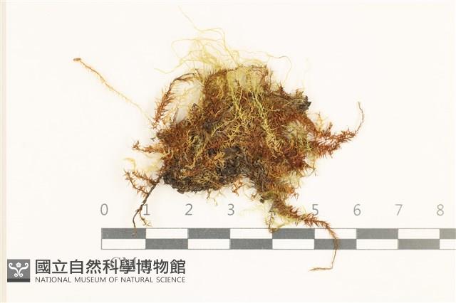 鞭枝懸蘚藏品圖，第1張