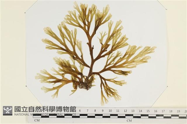厚緣藻藏品圖，第1張