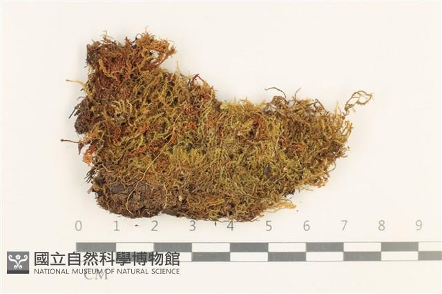 長肋細濕蘚藏品圖，第1張