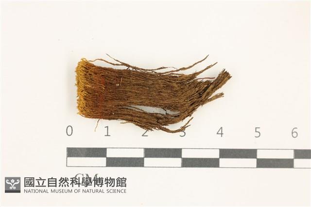 北地扭口蘚藏品圖，第1張