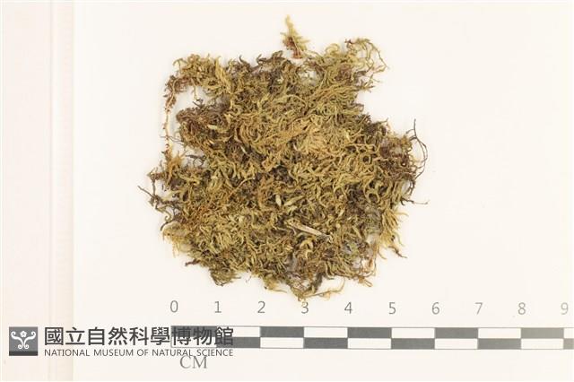 細枝青蘚藏品圖，第1張