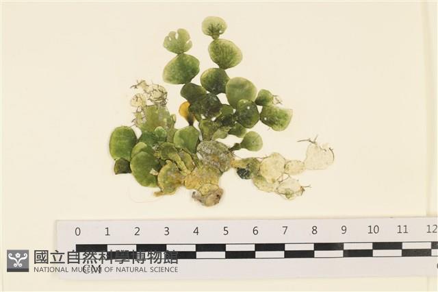 盤狀仙掌藻藏品圖，第1張