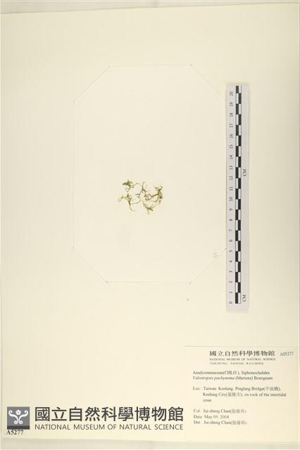 指枝藻藏品圖，第3張