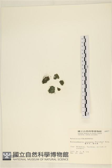 網球藻藏品圖，第1張