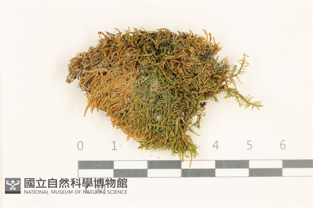 登錄號:B00013277藏品圖，第1張