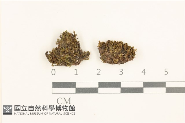 登錄號:B00014077藏品圖，第1張