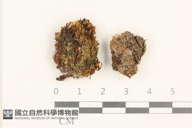 登錄號:B00005077藏品圖，第1張