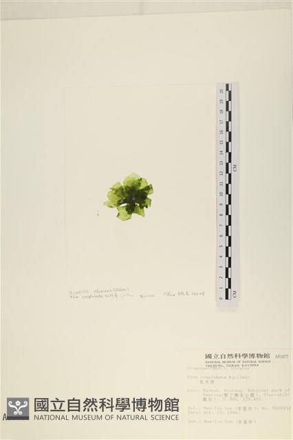 茶花石蓴, 牡丹菜藏品圖，第3張